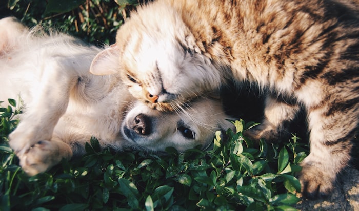 Our team with pets