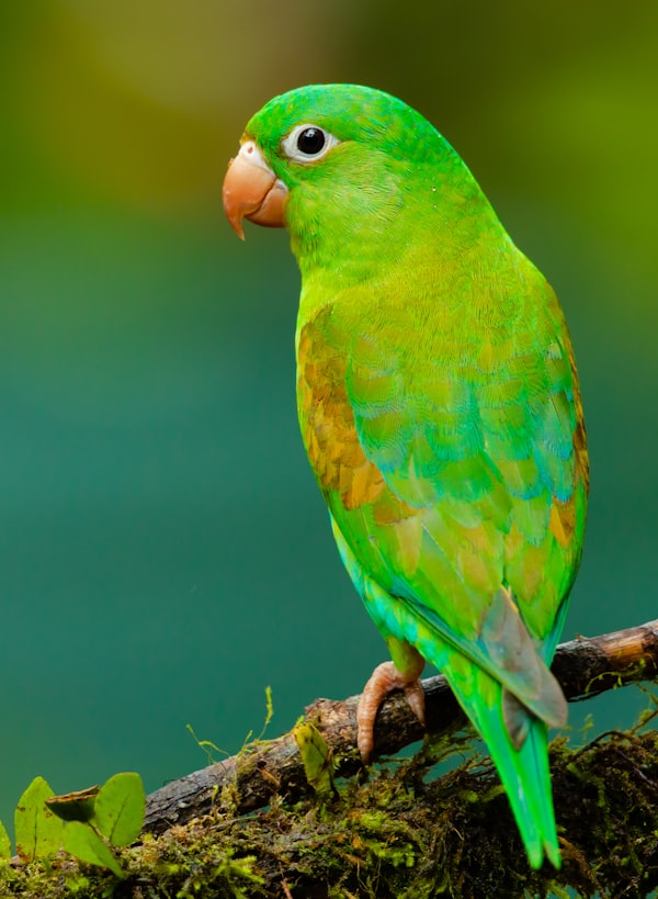 Rio the Parrot