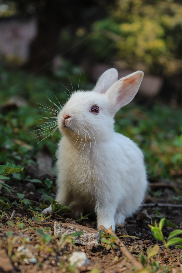 Coco the Rabbit